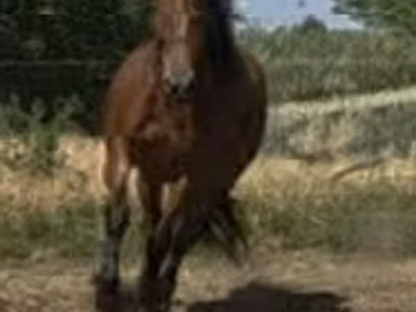 母马, Horses