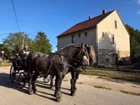 حصان, Percheron — الصورة 4