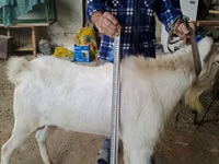Billy Goat, Nubian Goat — photo 3
