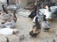 Canard musqué domestique — photo 6