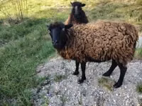 Brebis, Ouessant sheep — photo 1
