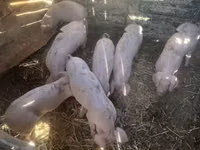 公猪 — 照片 3