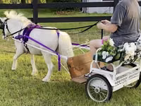Hengst, Miniature horse — Foto 2