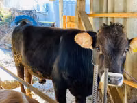 Toro, Aberdeen-Angus — foto 2