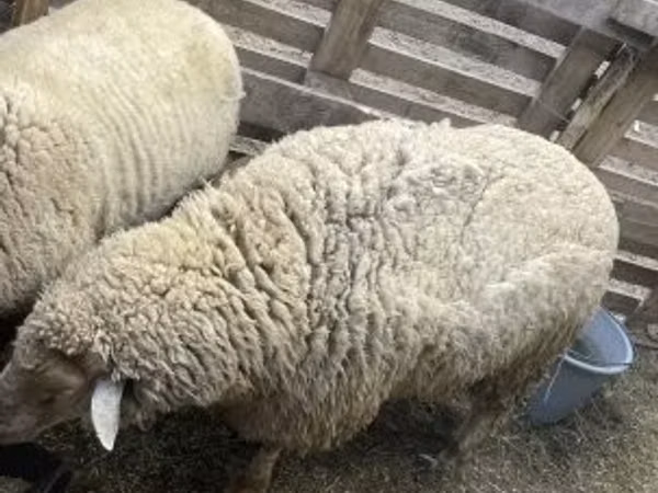 Widder, Merino sheep