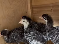 Chickens — Foto 2