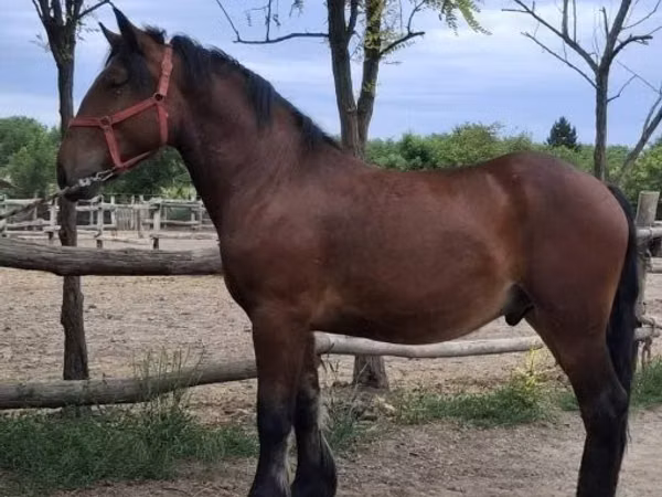Caballo, Caballos