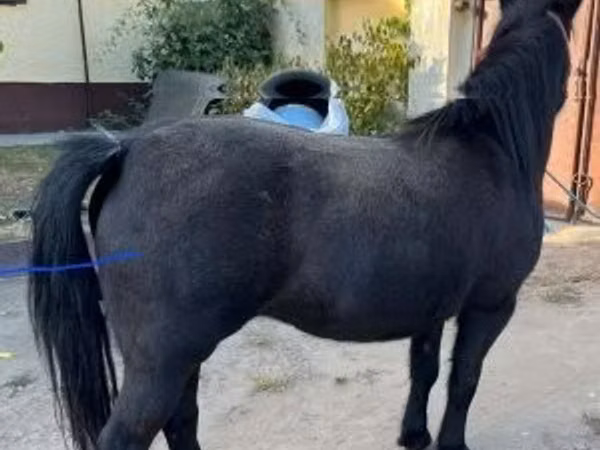 母马, Horses