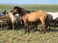 Hengst, Mugalzhar horse — Foto 3