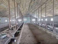 Vache, Type industriel de la vache ukrainienne rouge et tachetée de Boukovine — photo 7