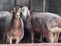 母羊, East Friesian Dairy sheep — 照片 4