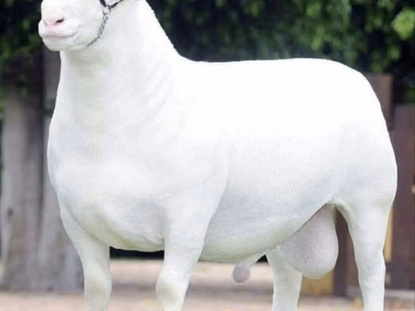 أغنام (دفعة، الجنس غير محدد), Dorper sheep