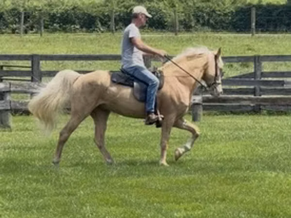 Cheval, Rocky Mountain Horse