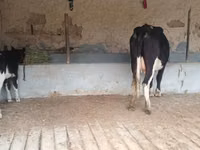 Vaca, Latvian Blue cattle — foto 7