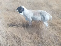 Schafe (Partie, Geschlecht nicht angegeben), South meat sheep — Foto 1