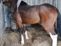 公马, Altai horse — 照片 2