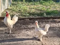 Chickens — photo 1