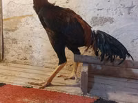 Chickens — foto 6
