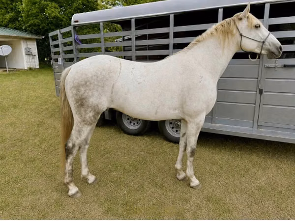 Cheval, Missouri foxtrotter