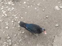 Ducks — الصورة 3