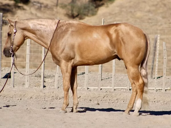 公马, Quarter Horse