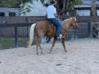 Caballo, Quarter Horse — foto 2