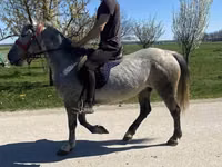 Jument, Chevaux — photo 4