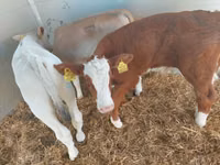 सांड, Simmental cattle — फ़ोटो 2