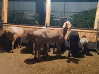 Brebis, Moutons — photo 4