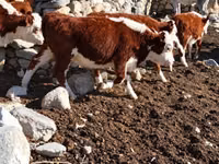 Bovinos (lote, sexo no especificado), Vaca kazaja de cabeza blanca — foto 6