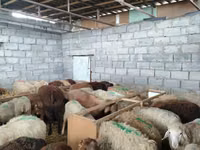 Sheep, Sheep — photo 4