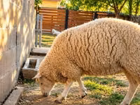 母羊, British  Milksheep — 照片 2