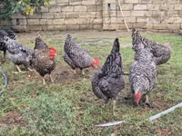 Chickens — photo 4
