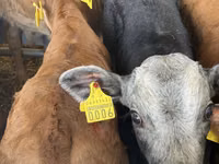أبقار (دفعة، الجنس غير محدد), Simmental cattle — الصورة 6