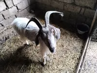 Goat, Goats — photo 1