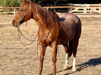 公马, Quarter Horse — 照片 3