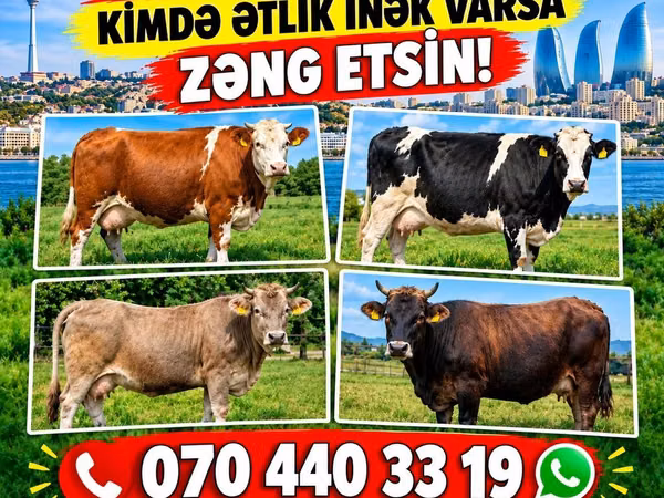 Vaca, Ganado vacuno