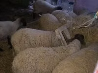 绵羊（批次，未指定性别）, Suffolk sheep — 照片 2