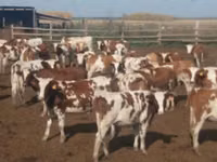Taureau, Russian Black pied cattle — photo 3