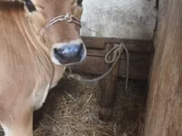 Vache, Race Jersey — photo 1