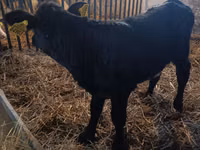Kuh, Limousin-Kuh — Foto 2
