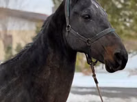 Stute, Akhal-Teke — Foto 4