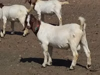 Goats (batch, sex not specified), Boer goat — photo 2