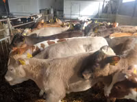 牛只（批次，未指定性别）, Cattle — 照片 4
