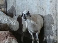 Sheep, Sheep — photo 4