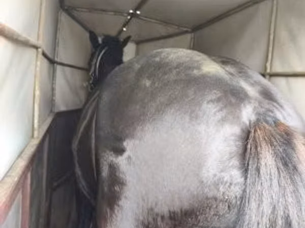 母马, Horses