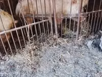 公猪 — 照片 3