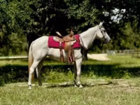 فرس, Quarter Horse — الصورة 1