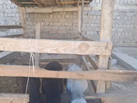 Schaf, Schafe — Foto 5
