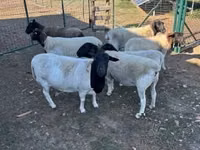 Sheep, Dorper sheep — photo 5